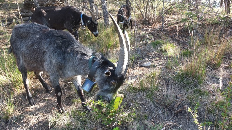 Faunus - Des chèvres pour la sauvegarde du paysage